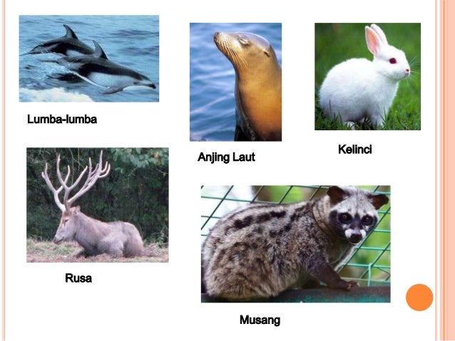 Persebaran fauna di benua eropa