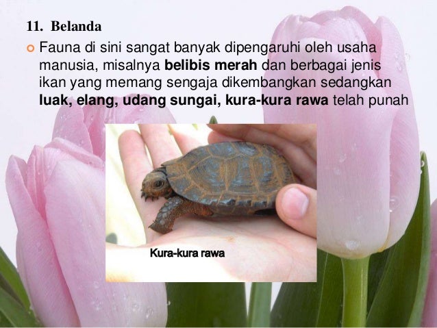 Download 5800 Koleksi Gambar Flora Dan Fauna Yang Ada Di Benua Eropa Terbaik Gratis Download 5800 Koleksi Gambar Flora Dan Fauna Yang Ada Di Benua Eropa Terbaik Gratis