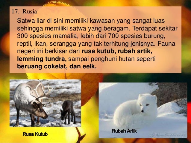 Download 5800 Koleksi Gambar Flora Dan Fauna Yang Ada Di Benua Eropa Terbaik Gratis Download 5800 Koleksi Gambar Flora Dan Fauna Yang Ada Di Benua Eropa Terbaik Gratis