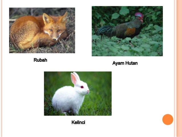 Unduh 9600 Koleksi Gambar Fauna Di Benua Eropa Terbaru HD