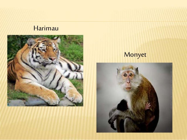 Persebaran Fauna di Dunia Persebaran Fauna di Dunia