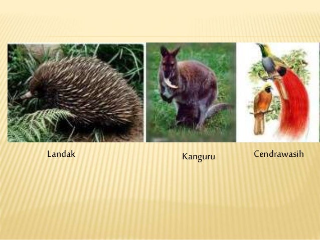 Persebaran Fauna Di Dunia