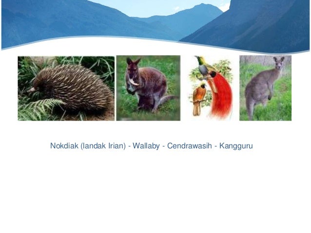 Unduh 50 Gambar Fauna Selandia Baru Terbaik Gratis