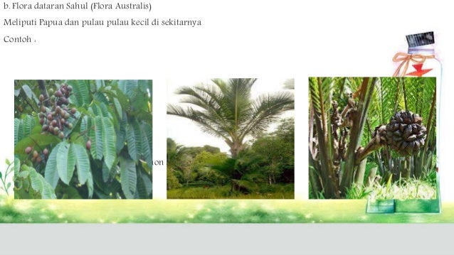 860 Gambar Flora Di Wilayah Oriental Gratis Terbaik