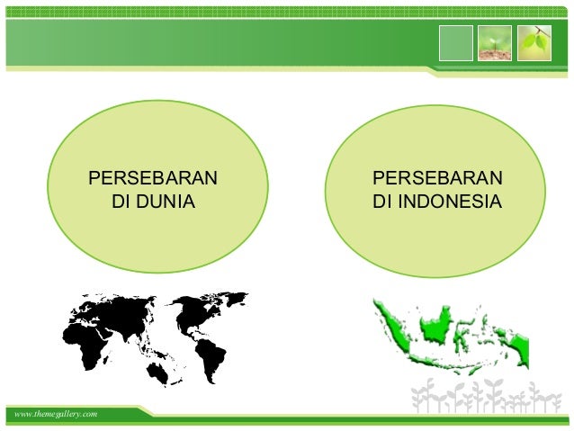 Persebaran Flora Dan Fauna Di Dunia Indonesia