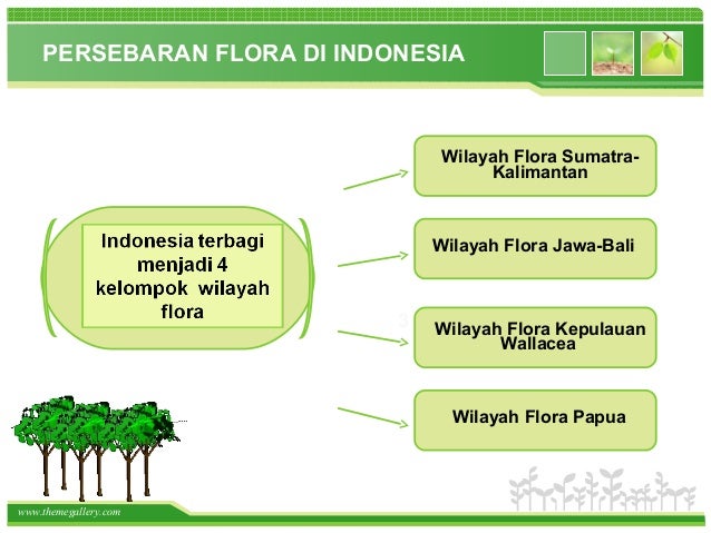 Persebaran Flora Dan Fauna Di Dunia Indonesia