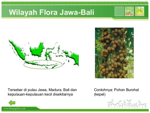 Persebaran Flora Dan Fauna Di Dunia Indonesia