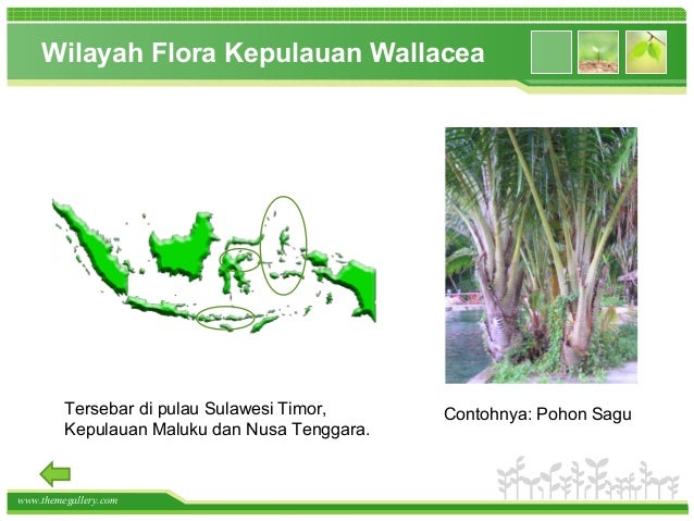 Persebaran Flora Dan Fauna Di Dunia Indonesia
