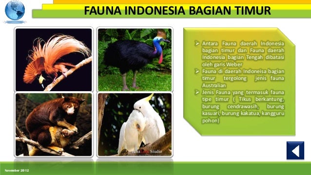 Persebaran Flora Dan Fauna Di Indonesia Nia Amelia 1001850 Persebaran Flora Dan Fauna Di Indonesia Nia Amelia 1001850