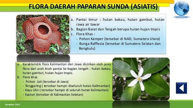 Persebaran flora  dan  fauna  di  indonesia  nia amelia 1001850