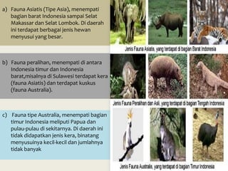 a) Fauna Asiatis (Tipe Asia), menempati
   bagian barat Indonesia sampai Selat
   Makassar dan Selat Lombok. Di daerah
   ini terdapat berbagai jenis hewan
   menyusui yang besar.



b) Fauna peralihan, menempati di antara
   Indonesia timur dan Indonesia
   barat,misalnya di Sulawesi terdapat kera
   (fauna Asiatis) dan terdapat kuskus
   (fauna Australia).



c) Fauna tipe Australia, menempati bagian
   timur Indonesia meliputi Papua dan
   pulau-pulau di sekitarnya. Di daerah ini
   tidak didapatkan jenis kera, binatang
   menyusuinya kecil-kecil dan jumlahnya
   tidak banyak
 
