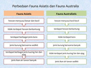 Perbedaan Fauna Asiatis dan Fauna Australia

           Fauna Asiatis                          Fauna Australiatis

  hewan menyusui besar dan kecil                hewan menyusui kecil-kecil


  tidak terdapat hewan berkantung              terdapat hewan berkantung


     terdapat berbagai jenis kera                   tidak terdapat kera


    jenis burung berwarna sedikit             jenis burung berwarna banyak


terdapat berbagai jenis kucing liar dan
                                          tidak terdapat jenis kucing liar dan ajag
                ajag

      jenis ikan air tawar banyak
                                                jenis ikan air tawar sedikit
 