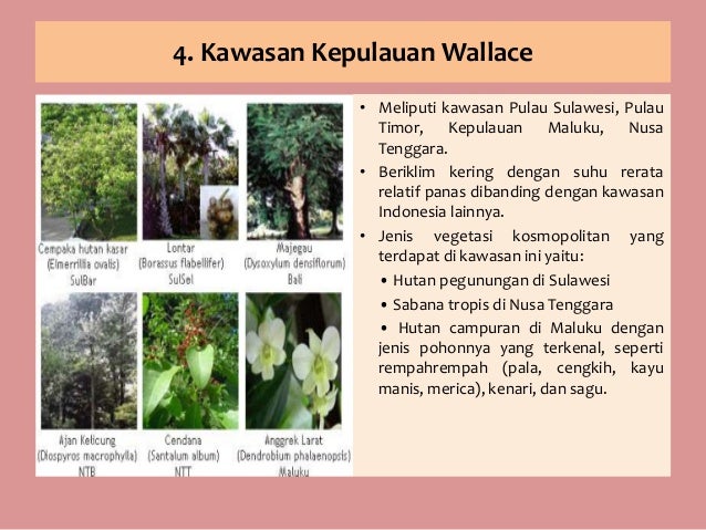 Contoh flora di indonesia bagian barat
