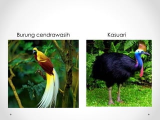 Persebaran flora & fauna