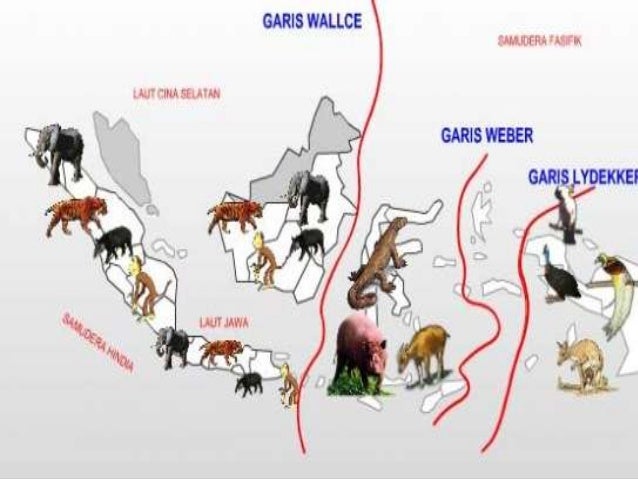 52+ Gambar Persebaran Flora Dan Fauna Di Indonesia Terlihat Keren 52+ Gambar Persebaran Flora Dan Fauna Di Indonesia Terlihat Keren