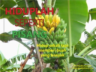 HIDUPLAH
SEPERTI
PISANG
Hidup sekali tapi
memberi buah
yang banyak
Pst Hendra Kasenda
www.gerejavictory.org
 