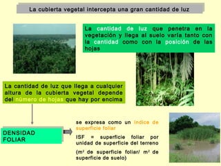 La cubierta vegetal intercepta una gran cantidad de luz
        La cubierta vegetal intercepta una gran cantidad de luz


                           La cantidad de luz que penetra en la
                           vegetación y llega al suelo varía tanto con
                           la cantidad como con la posición de las
                           hojas




La cantidad de luz que llega a cualquier
altura de la cubierta vegetal depende
del número de hojas que hay por encima



                        se expresa como un índice de
                        superficie foliar
DENSIDAD
DENSIDAD
FOLIAR                  ISF = superficie foliar por
FOLIAR
                        unidad de superficie del terreno
                        (m 2 de superficie foliar/ m 2 de
                        superficie de suelo)
 