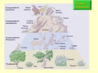 Pirámide
Alimentaria
 