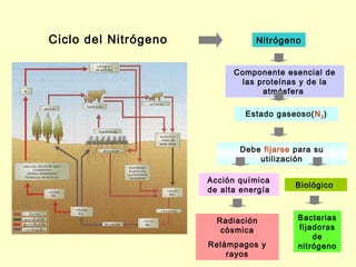 Ciclo del Nitrógeno              Nitrógeno


                            Componente esencial de
                             las proteínas y de la
                                  atmósfera

                               Estado gaseoso(N 2 )



                             Debe fijarse para su
                                 utilización

                      Acción química
                                           Biológico
                      de alta energía


                        Radiación          Bacterias
                         cósmica           fijadoras
                                               de
                      Relámpagos y         nitrógeno
                          rayos
 