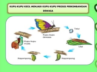 KUPU-KUPU KECIL MENJADI KUPU-KUPU PROSES PERKEMBANGAN
DEWASA
 