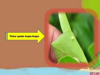 Telur pada kupu-kupu
 