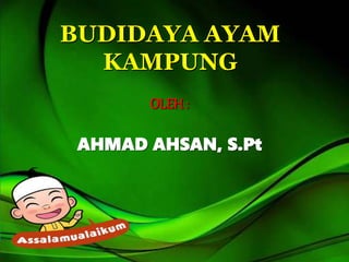 BUDIDAYA AYAM
KAMPUNG
OLEH:
AHMAD AHSAN, S.Pt
 