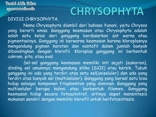 DIVISI CHRYSOPHYTA.
        Nama Chrysophyta diambil dari bahasa Yunani, yaitu Chrysos
yang berarti emas. Ganggang keemasan atau Chrysophyta adalah
salah satu kelas dari ganggang berdasarkan zat warna atau
pigmentasinya. Ganggang ini berwarna keemasan karena kloroplasnya
mengandung pigmen karoten dan xantofil dalam jumlah banyak
dibandingkan dengan klorofil. Kloroplas ganggang ini berbentuk
cakram, pita, atau oval.
        Sel-sel ganggang keemasan memiliki inti sejati (eukarion),
dinding sel umumnya mengandung silika (SiO2) atau kersik. Tubuh
ganggang ini ada yang terdiri atas satu sel(uniseluler) dan ada yang
terdiri atas banyak sel (multiseluler). Ganggang yang bersel satu bisa
hidup sebagai komponen fitoplankton yang dominan. Ganggang yang
multiseluler berupa koloni atau berbentuk filamen. Ganggang
keemasan hidup secara fotoautotrof, artinya dapat mensintesis
makanan sendiri dengan memiliki klorofil untuk berfotosintesis.
 
