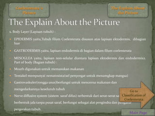 1. Body Layer (Lapisan tubuh) :

   EPIDERMIS yaitu,Tubuh filum Coelenterata disusun atas lapisan ektodermis, dibagian
    luar

   GASTRODERMIS yaitu, lapisan endodermis di bagian dalam filum coelenterata

•   MESOGLEA yaitu, lapisan non-selular diantara lapisan ektodermis dan endodermis2.
    Part of body (Bagian tubuh) :
   Mouth digunakan untuk memasukan makanan
   Tentakel mempunyai nematosista(sel penyengat untuk menamgkap mangsa)
   Gastrovaskuler(rongga usus)berfungsi untuk mencerna makanan dan
    mengedarkannya keseluruh tubuh
                                                                                  Go to
                                                                             Classification of
 Nerve diffusive system (sistem saraf difus) terbentuk dari serat-serat saraf
                                                                               Coelenterata
  berbentuk jala tanpa pusat saraf, berfungsi sebagai alat pengindra dan pengatur
    pergerakan tubuh.
                                                                                  Main Page
 