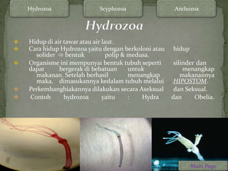 Hydrozoa                Scyphozoa                  Anthozoa




   Hidup di air tawar atau air laut.
   Cara hidup Hydrozoa yaitu dengan berkoloni atau   hidup
      solider ⇨ bentuk            polip & medusa.
   Organisme ini mempunyai bentuk tubuh seperti       silinder dan
    dapat      bergerak di bebatuan       untuk            menangkap
      makanan. Setelah berhasil           menangkap       makanannya
      maka, dimasukannya kedalam tubuh melalui         HIPOSTOM.
   Perkembangbiakannya dilakukan secara Aseksual      dan Seksual.
   Contoh       hydrozoa       yaitu     :   Hydra   dan      Obelia.




                                                              Main Page
 