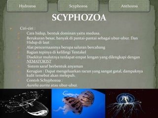 Hydrozoa                    Scyphozoa                    Anthozoa




    Ciri-ciri :
        Cara hidup, bentuk dominan yaitu medusa.
        Berukuran besar, banyak di pantai-pantai sebagai ubur-ubur. Dan
         Hidup di laut
        Alat pencernaannya berupa saluran bercabang
        Bagian tepinya di kelilingi Tentakel
        Disekitar mulutnya terdapat empat lengan yang dilengkapi dengan
         NEMATOKIST
         Sistem saraf berbentuk anyaman
        Kerugian : Dapat mengeluarkan racun yang sangat gatal, dampaknya
         kulit tersebut akan melepuh.
        Contoh Schyphozoa :
         Aurelia aurita atau ubur-ubur.
 