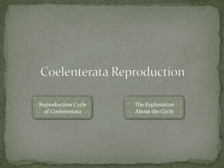 Reproduction Cycle   The Explanation
  of Coelenterata    About the Cycle
 