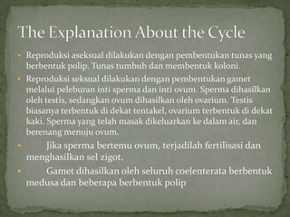 Reproduksi aseksual dilakukan dengan pembentukan tunas yang
  berbentuk polip. Tunas tumbuh dan membentuk koloni.
 Reproduksi seksual dilakukan dengan pembentukan gamet
  melalui peleburan inti sperma dan inti ovum. Sperma dihasilkan
  oleh testis, sedangkan ovum dihasilkan oleh ovarium. Testis
  biasanya terbentuk di dekat tentakel, ovarium terbentuk di dekat
  kaki. Sperma yang telah masak dikeluarkan ke dalam air, dan
  berenang menuju ovum.
    Jika sperma bertemu ovum, terjadilah fertilisasi dan
  menghasilkan sel zigot.
    Gamet dihasilkan oleh seluruh coelenterata berbentuk
  medusa dan beberapa berbentuk polip
 