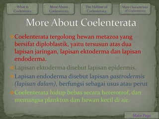 What is      More About     The Habitat of   Main Characteristic
 Coelentrata   Coelenterata    Coelenterata     of Coelenterata




Coelenterata tergolong hewan metazoa yang
 bersifat diploblastik, yaitu tersusun atas dua
 lapisan jaringan, lapisan ektoderma dan lapisan
 endoderma.
Lapisan ektoderma disebut lapisan epidermis.
Lapisan endoderma disebut lapisan gastrodermis
 (lapisan dalam), berfungsi sebagai usus atau perut
Coelenterata hidup bebas secara heterotrof, dan
 memangsa plankton dan hewan kecil di air.

                                                      Main Page
 
