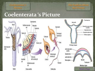 Coelenterata ‘s Picture




                          Main Page
 