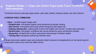 Kegiatan Belajar 1 : Organ dan Sistem Organ pada Tubuh Tumbuhan
Spermatophyta
Tumbuhan tersusun atas tiga organ pokok, yaitu akar (radiks), batang (caulis), dan daun (folium)
A.ORGAN PADA TUMBUHAN
1.Akar, memiliki bagian-bagian sbb :
- Pangkal akar, merupakan bagian yang bersambung dengan batang
- Akar primer, merupakan akar yang tumbuh langsung dari bagian biji
- Cabang-cabang akar, cabang akar tumbuh dari bagian akar primer, di sebut akar sekunder
- Rambut akar, merupakan modifikasi dari sel-sel epidermis yang membentuk tonjolan.
- Ujung akar, terdapat titik tumbuh yang terdiri atas jaringan meristem apikal.
- Tudung akar,merupakan pelindung meristem akar
Fungsi utama akar adalah organ yang berperan dalam berperan (mengabsorbsi) air dan garam-garam
yang terlarut serta unsur hara dari dalam tanah.
 