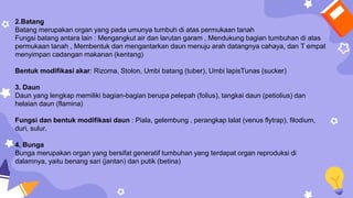 2.Batang
Batang merupakan organ yang pada umunya tumbuh di atas permukaan tanah
Fungsi batang antara lain : Mengangkut air dan larutan garam , Mendukung bagian tumbuhan di atas
permukaan tanah , Membentuk dan mengantarkan daun menuju arah datangnya cahaya, dan T empat
menyimpan cadangan makanan (kentang)
Bentuk modifikasi akar: Rizoma, Stolon, Umbi batang (tuber), Umbi lapisTunas (sucker)
3. Daun
Daun yang lengkap memiliki bagian-bagian berupa pelepah (folius), tangkai daun (petiolius) dan
helaian daun (flamina)
Fungsi dan bentuk modifikasi daun : Piala, gelembung , perangkap lalat (venus flytrap), filodium,
duri, sulur.
4. Bunga
Bunga merupakan organ yang bersifat generatif tumbuhan yang terdapat organ reproduksi di
dalamnya, yaitu benang sari (jantan) dan putik (betina)
 