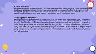 4.Indra pengecap
Sel penerima rasa terletak di lidah. Di dalam lidah terdapat papil (tonjolan) yang memiliki pucuk
pengecap dengan sekumpulan sel sensoris di dalam rongga mukusnya. Pucuk pengecap
dapat membedakan empat rasa pokok, yaitu asam, pahit, manis dan asin.
5.Indra peraba dan perasa
organ peraba dan perasa manusia adalah kulit. Kulit terdiri atas tiga lapisan, yaitu epidermis,
dermis, dan hipodermis. Epidermis adalah lapisan terluar dan pelindung, lapisan yang paling
tebal biasanya terdapat pada telapak kaki dan tangan. Hipodermis adalah lapisan terdalam
yang kaya akan jaringan lemak untuk menghangatkan tubuh. Dermis terletak di bagian tengah
yang mengandung kelenjar keringat, kelenjar minyak, folikel rambut, pembuluh darah, saraf,
dan sel penerima
 
