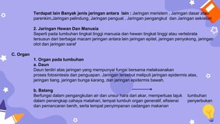Terdapat lain Banyak jenis jaringan antara lain : Jaringan meristem , Jaringan dasar atau
parenkim,Jaringan pelindung, Jaringan penguat , Jaringan pengangkut dan Jaringan sekretori
2. Jaringan Hewan Dan Manusia
Seperti pada tumbuhan tingkat tinggi manusia dan hewan tingkat tinggi atau vertebrata
tersusun dari berbagai macam jaringan antara lain jaringan epitel, jaringan penyokong, jaringan
otot dan jaringan saraf.
C. Organ
1. Organ pada tumbuhan
a. Daun
Daun terdiri atas jaringan yang mempunyai fungsi bersama melaksanakan
proses fotosintesis dan penguapan. Jaringan tersebut meliputi jaringan epidermis atas,
jaringan tiang, jaringan bunga karang, dan jaringan epidermis bawah.
b. Batang
Berfungsi dalam pengangkutan air dan unsur hara dari akar, memperluas tajuk tumbuhan
dalam penangkap cahaya matahari, tempat tumbuh organ generatif, efisiensi penyerbukan
dan pemancaran benih, serta tempat penyimpanan cadangan makanan.
 