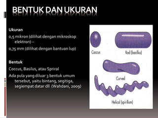 Ukuran
0,5 mikron (dilihat dengan mikroskop
elektron) –
0,75 mm (dilihat dengan bantuan lup)
Bentuk
Coccus, Basilus, atau Spriral
Ada pula yang diluar 3 bentuk umum
tersebut, yaitu bintang, segitiga,
segiempat datar dll (Wahdani, 2009)
 