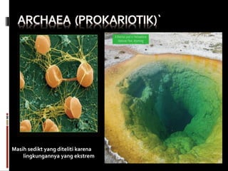 Masih sedikt yang diteliti karena
lingkungannya yang ekstrem
 