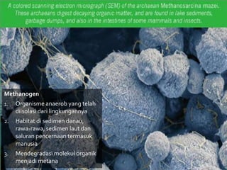Methanogen
1. Organisme anaerob yang telah
diisolasi dari lingkungannya
2. Habitat di sedimen danau,
rawa-rawa, sedimen laut dan
saluran pencernaan termasuk
manusia
3. Mendegradasi molekul organik
menjadi metana
 