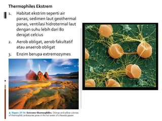 Thermophiles Ekstrem
1. Habitat ekstrim seperti air
panas, sedimen laut geothermal
panas, ventilasi hidrotermal laut
dengan suhu lebih dari 80
derajat celcius
2. Aerob obligat, aerob fakultatif
atau anaerob obligat
3. Enzim berupa extremozymes
 