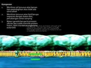 Komponen
1. Membran sel tersusun atas lapisan
tipis peptidoglikan atau tidak ada
sama sekali
2. Membran tersusun atas lipid berupa
isoprenes dengan ikatan eter,
percabangan rantai samping
3. Materi genetik berupa kromosom
silkular dan sudah memiliki protein
histon, lebih mendekati organisme
eukariotik
 