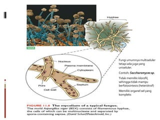 Fungi umumnya multiseluler
tetapi ada juga yang
uniseluler.
Contoh: Saccharomyces sp.
Tidak memiliki klorofil,
sehingga tidak mampu
berfotosintesis (heterotrof)
Memiliki organel sel yang
kompleks
 