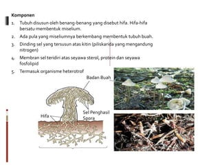 Komponen
1. Tubuh disusun oleh benang-benang yang disebut hifa. Hifa-hifa
bersatu membentuk miselium.
2. Ada pula yang miseliumnya berkembang membentuk tubuh buah.
3. Dinding sel yang tersusun atas kitin (piliskarida yang mengandung
nitrogen)
4. Membran sel teridiri atas seyawa sterol, protein dan seyawa
fosfolipid
5. Termasuk organisme heterotrof
Hifa
Badan Buah
Sel Penghasil
Spora
 