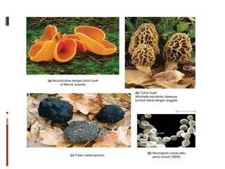 (a) Ascomicotina dengan tubuh buah
of Aleuria aurantia.
(b) Tubuh buah
Morchella esculenta, biasanya
tumbuh dekat dengan anggrek.
(c) Tuber melanosporum
(d) Neurospora crassa atau
jamur oncom (SEM).
 