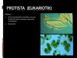 Ciri-ciri
1. Umumnya bersifat uniselullar, umunya
berbentuk koloni walaupun ada yang
multiselluler
2. Eukariotik
 