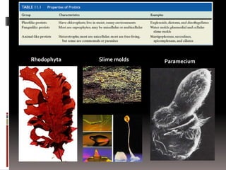 Slime moldsRhodophyta Paramecium
 