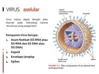 VIRUS aselular
Virus hanya dapat dengan jelas
diamati pada mikroskop karena
ukurannya yang sangat kecil
`
KomponenVirus berupa:
1. Asam Nukleat (SS RNA atau
DS RNA dan SS DNA atau
DS DNA)
2. Kapsid
3. Envelope (amplop
4. Spikes
 