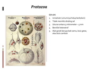 Ciri-ciri:
1. Uniseluler (umumnya hidup berkoloni)
2. Tidak memiliki dinding sel
3. Ukuran antara 5 mikrometer – 5 mm
4. Bersifat heterotrof
5. Alat gerak berupa kaki semu, bulu getar,
atau bulu cambuk
Protozoa
 